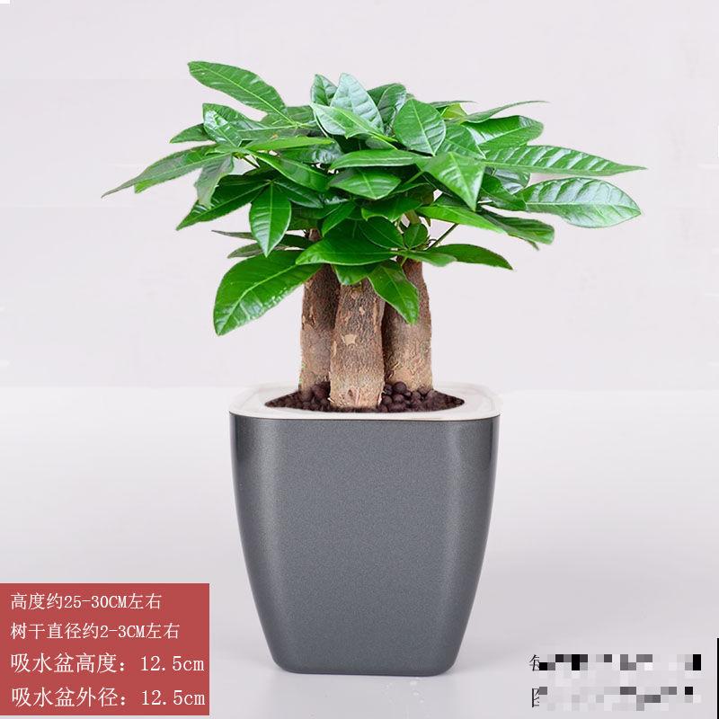 家养发财树，年年有钱数，5个方法让发财树爆芽，记住就赚大了