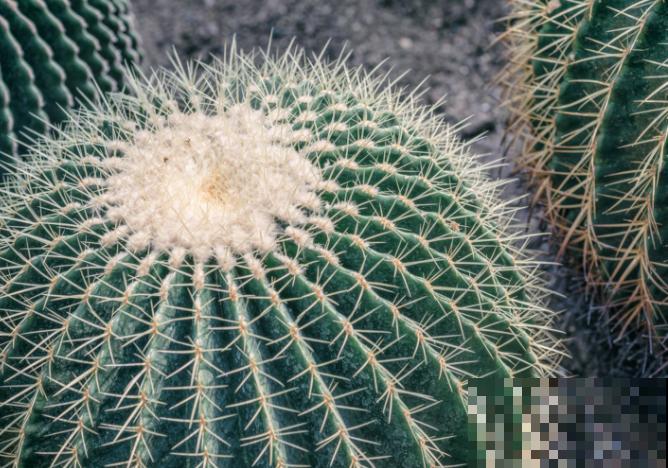 仙人球发黄,一般和这4种原因有关,养殖要注意 仙人球发黄,一般和这4种原因有关,养殖要注意