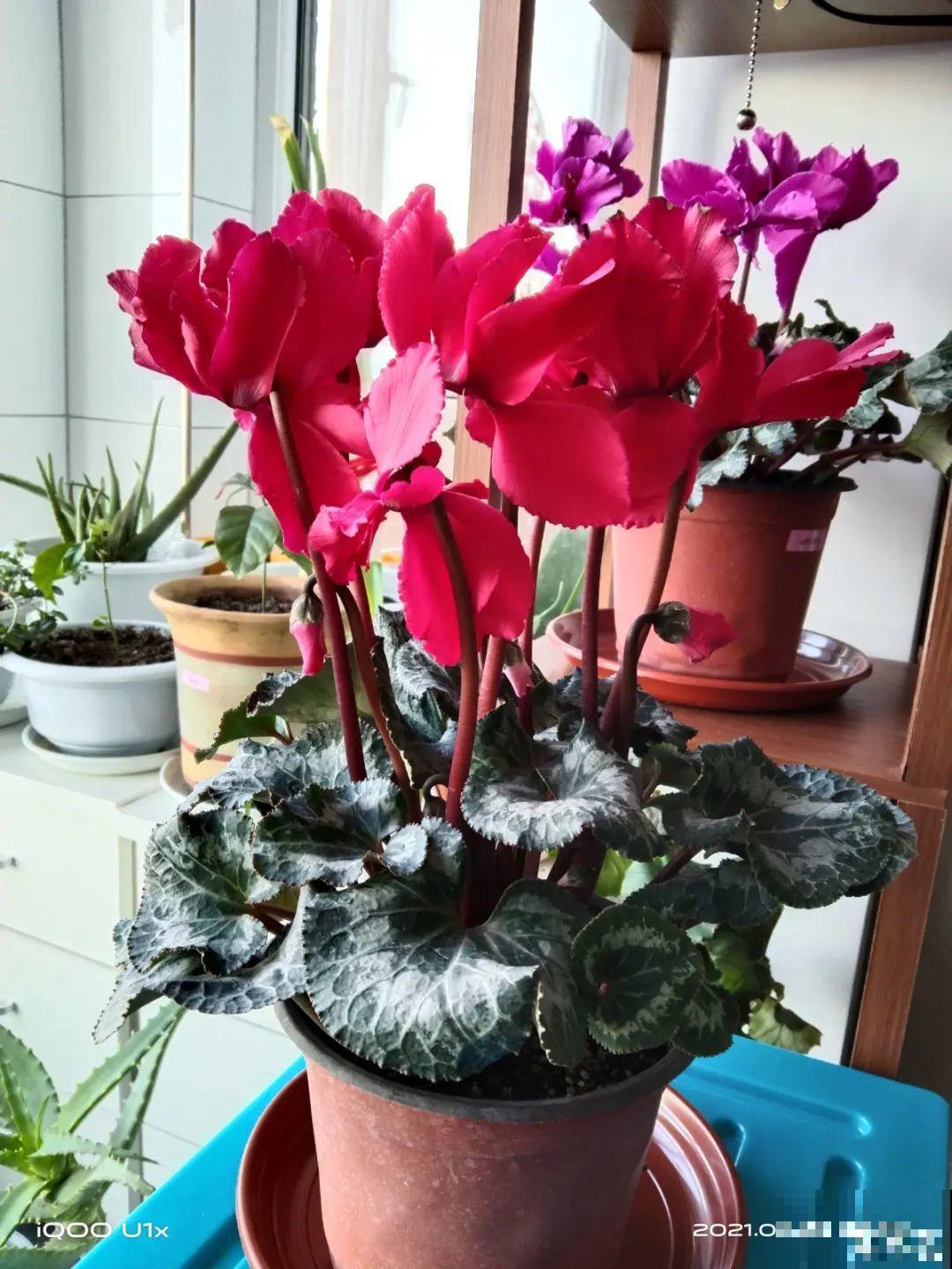 年前不敢买的“贵货花”，现在捡漏，价格低到“不可思议”