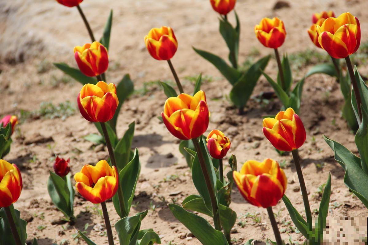 4种“一次性”花,开完了就扔,很难再养活 4种“一次性”花,开完了就扔,很难再养活