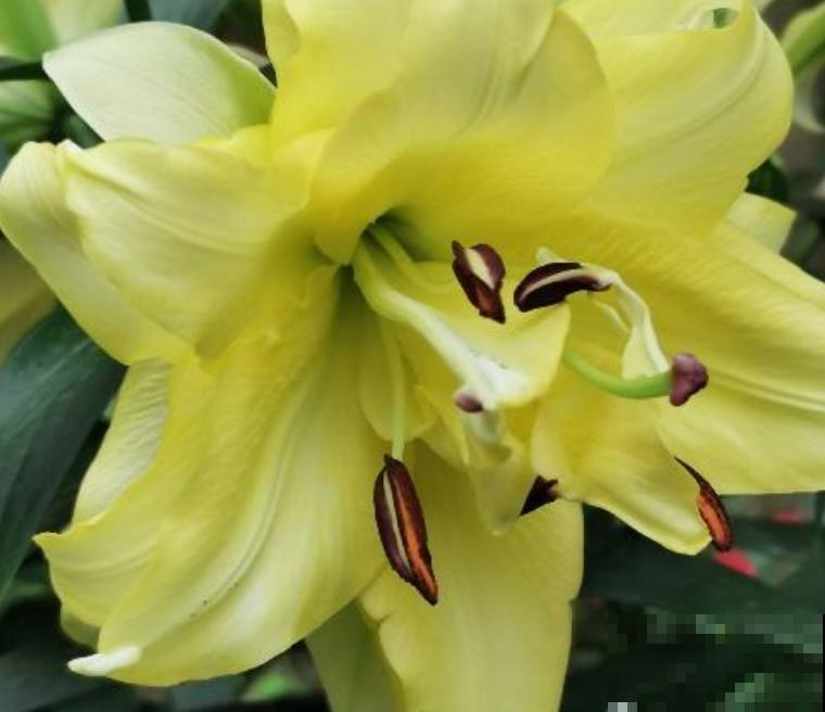 土里埋个“蒜头”，半个月蹿出壮枝条，俩月开出“香水花”