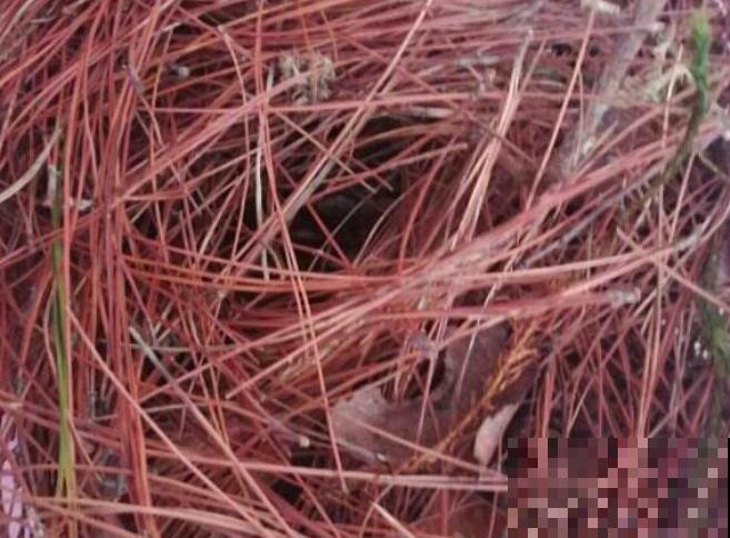 松树松针变黄,主要和这4点相关,赶紧养护起来 松树松针变黄,主要和这4点相关,赶紧养护起来