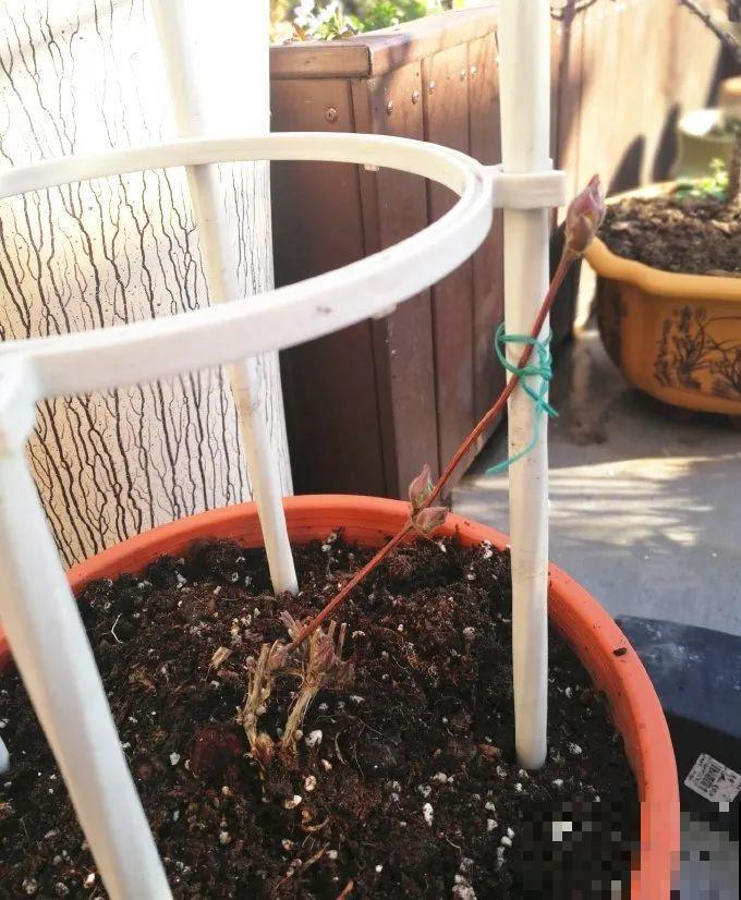 花园三剑客也要换盆,越冷长得越旺,明年呼呼开花 花园三剑客也要换盆,越冷长得越旺,明年呼呼开花