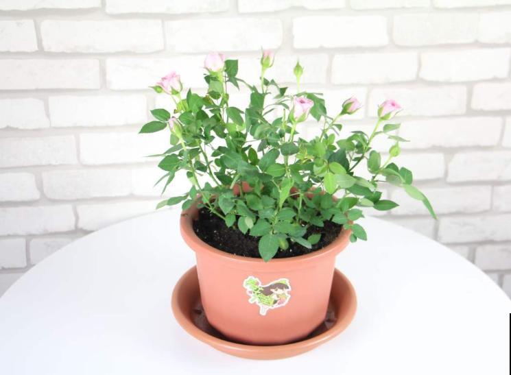 月季闷根后,4个处理小技巧,处理及时还能救 月季闷根后,4个处理小技巧,处理及时还能救