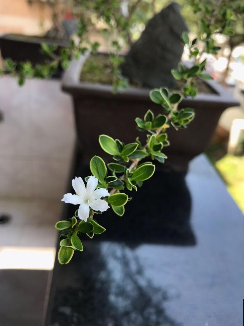 有格调的人，都爱养这3种花，品位瞬间提升一个档次