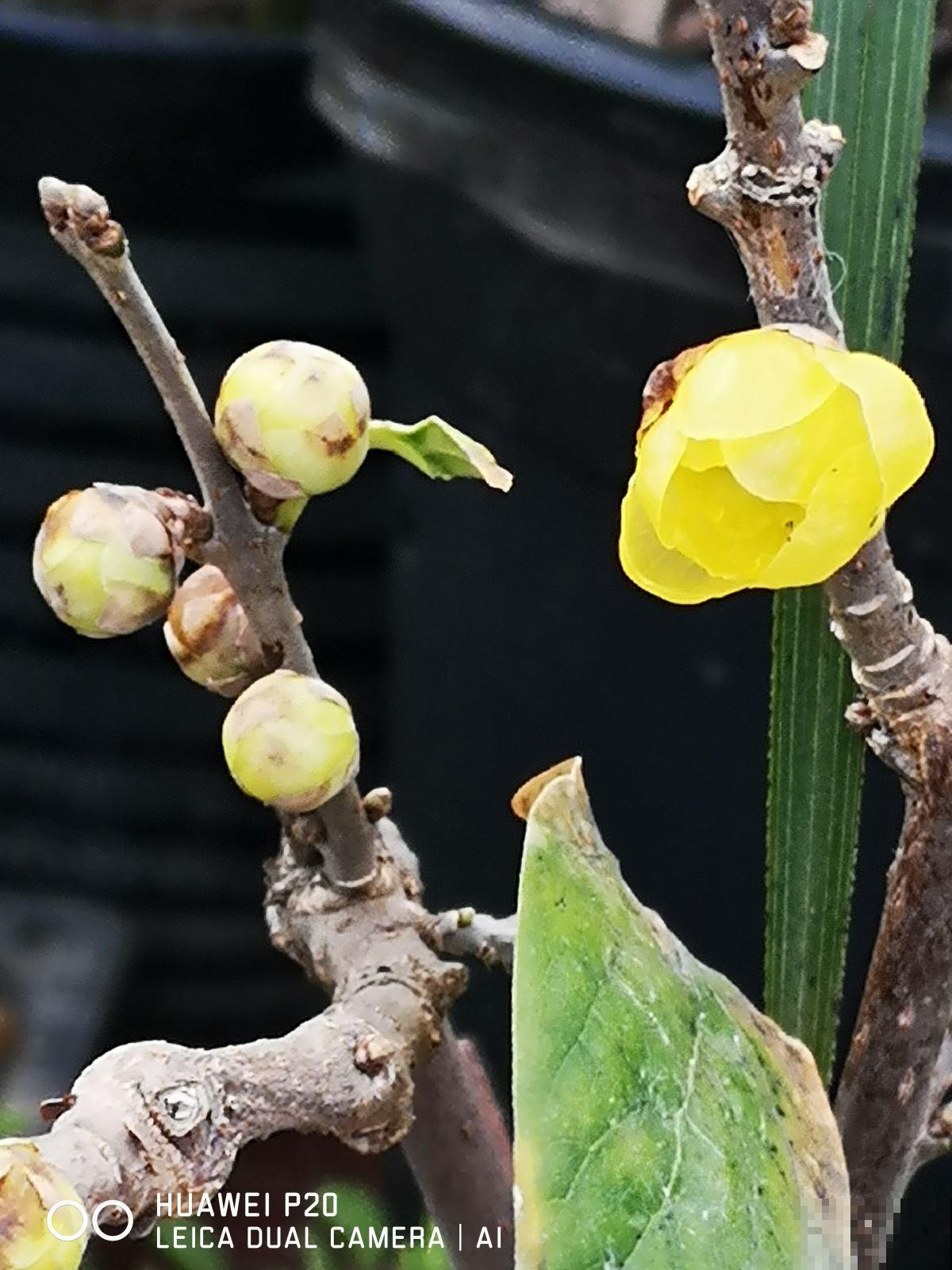 腊梅不是梅花,你知道吗?凌霜而开更优雅 腊梅不是梅花,你知道吗?凌霜而开更优雅