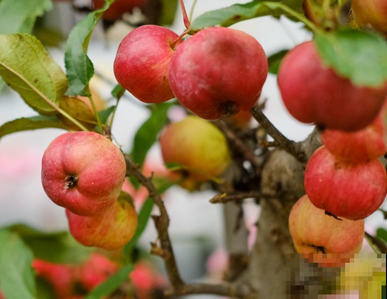 冬红果的养殖很简单，注意这6点，轻松养护