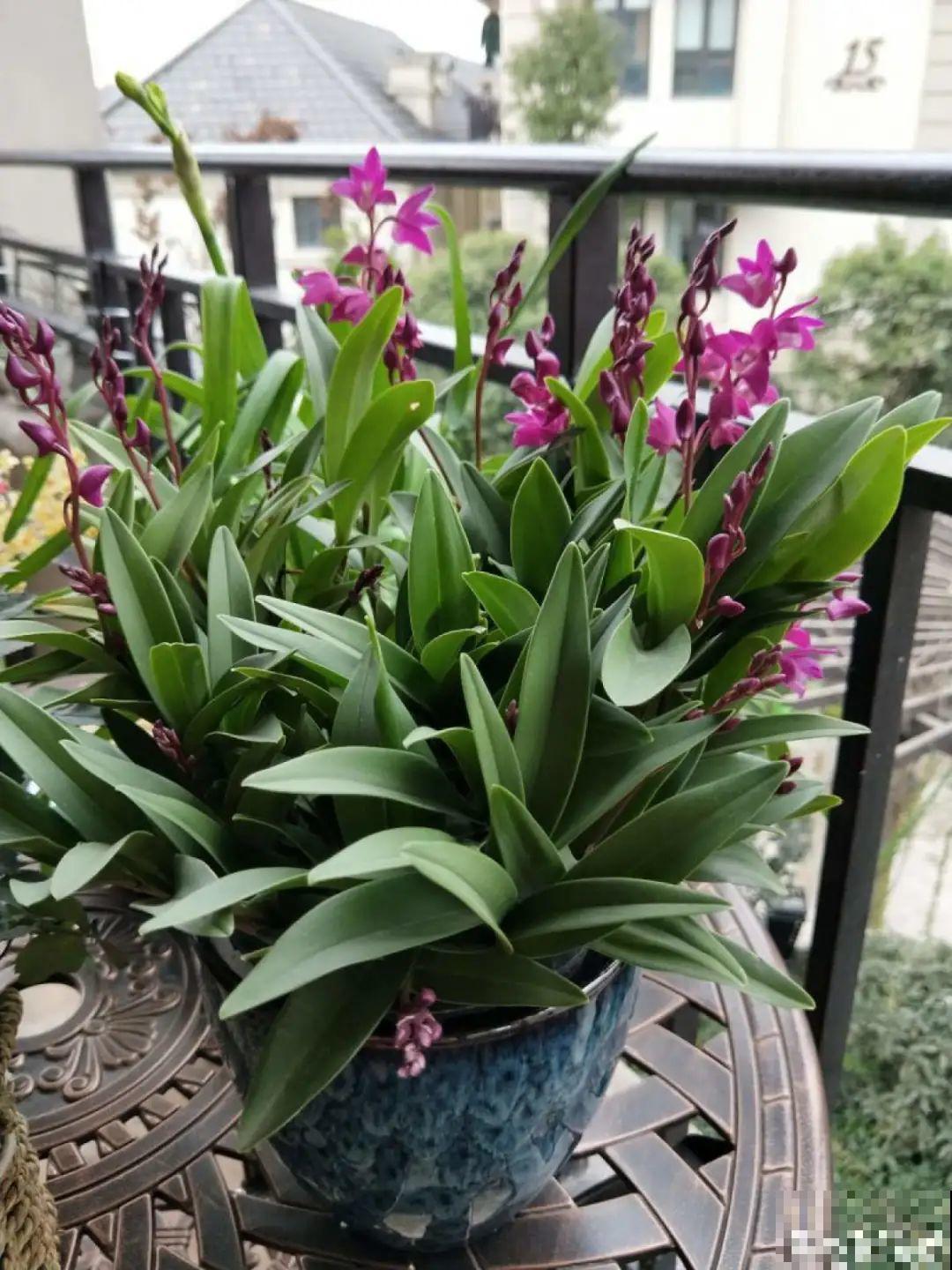 年宵花提前开败,扫兴还“不吉利”,学1招,才能延长花期! 年宵花提前开败,扫兴还“不吉利”,学1招,才能延长花期!