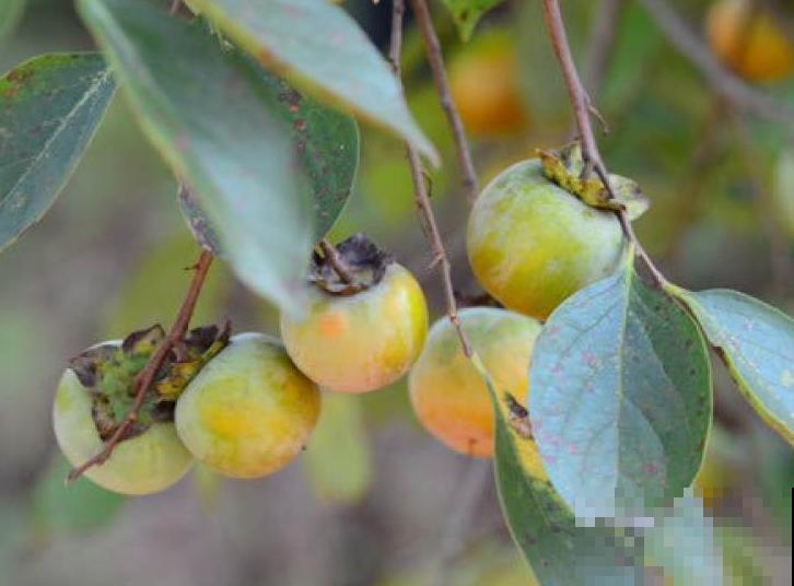 好吃的柿子，养护要注意这4点，结果又大又甜