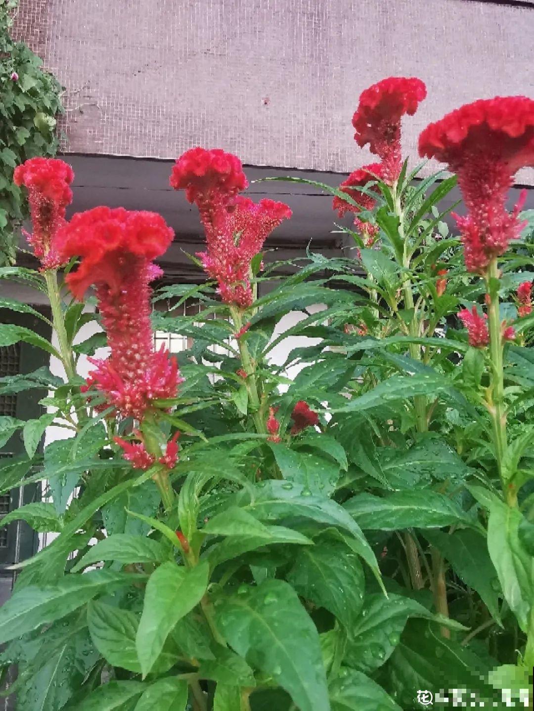 这9种“看家花”，70、80后难忘记，00后不认识！