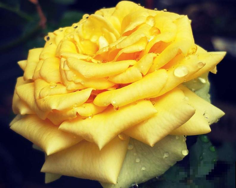 1种花堪称“黄金花”，金灿灿有好兆头，养护起来特简单