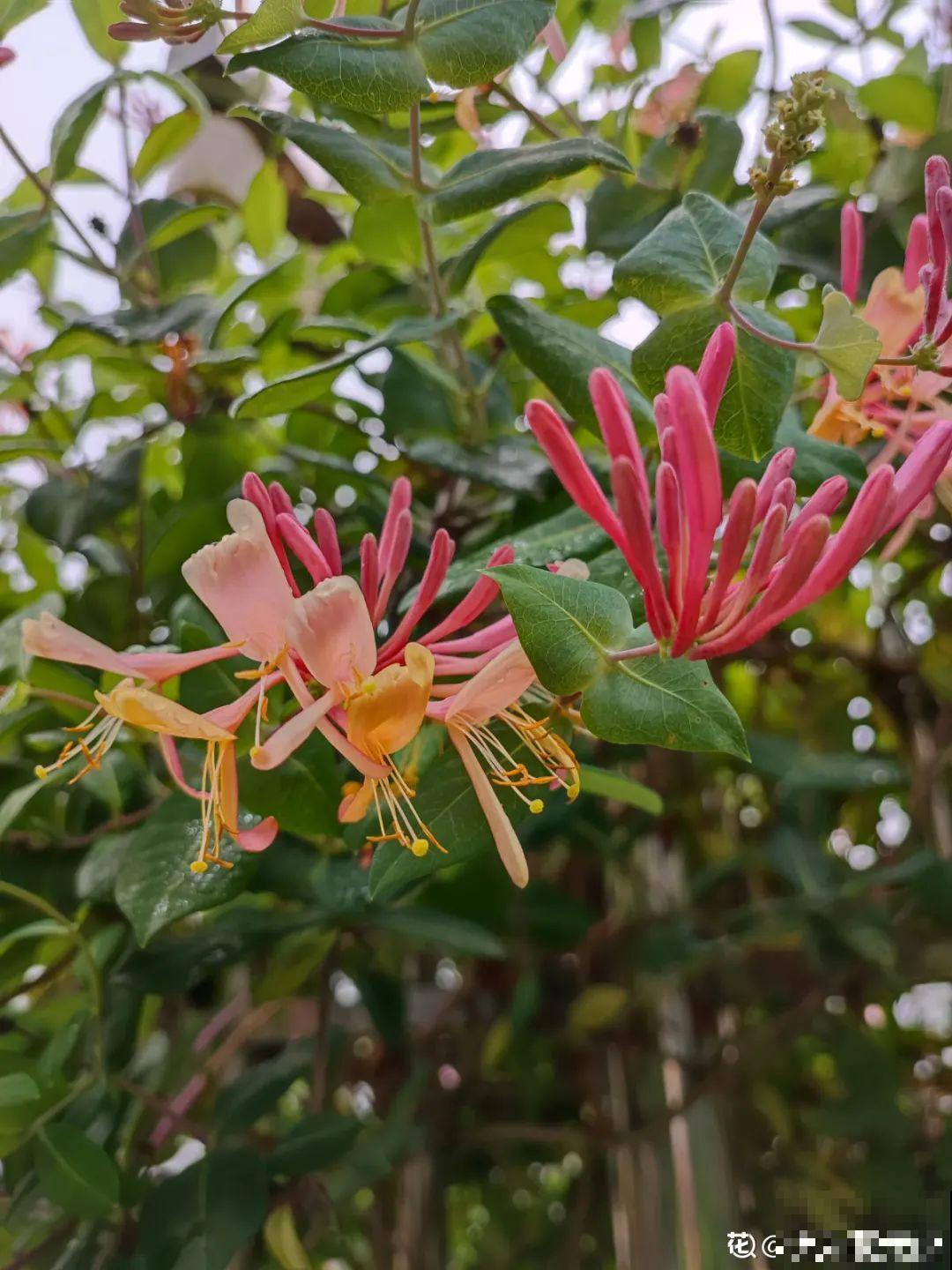 家里养盆新型品种金银花，下个月开出三色花瀑布，满院子飘香