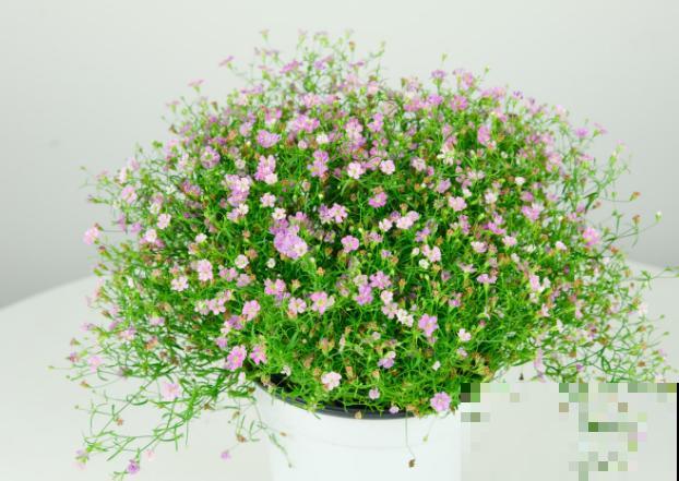 花的种类有这4种，养殖很简单，注意生长习性长势旺