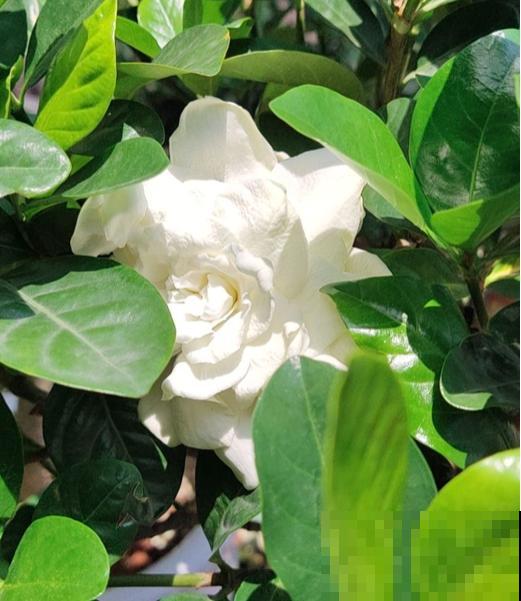 没过清明节，4种花别搬到室外，冻死了就太可惜