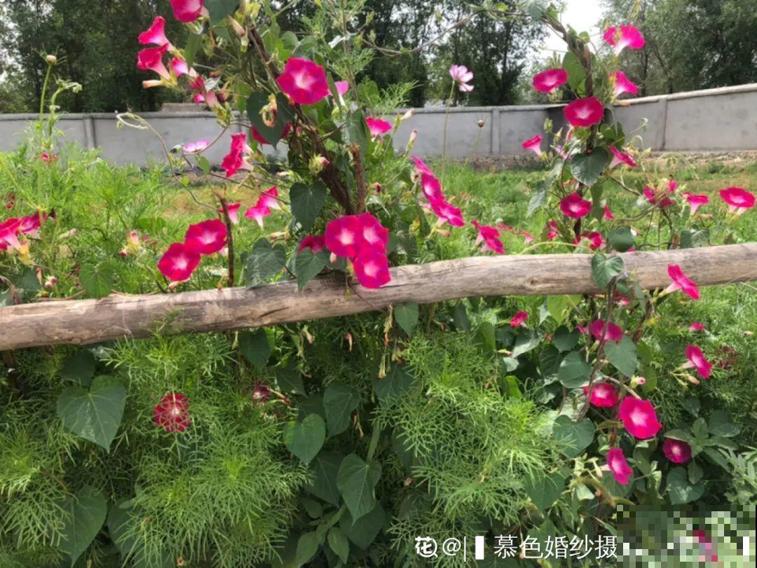 这9种“看家花”，70、80后难忘记，00后不认识！