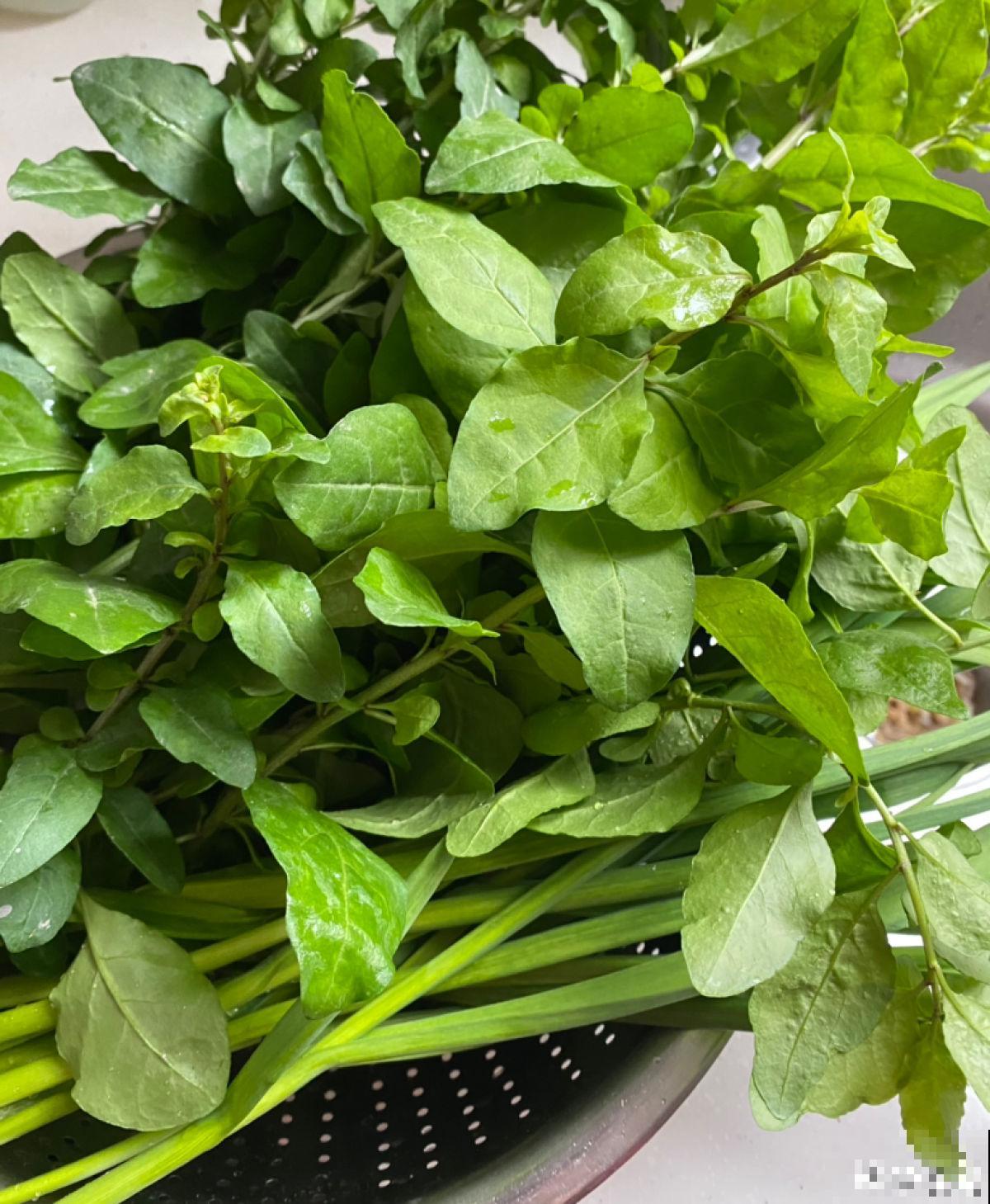 3种花掐掉嫩芽，调料一拌太香，一口鲜味等一年