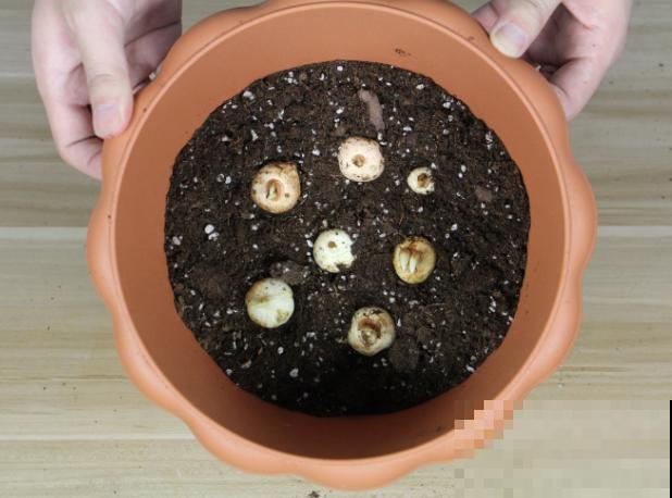 藏红花球茎栽培简单，记住这4步，轻松养殖