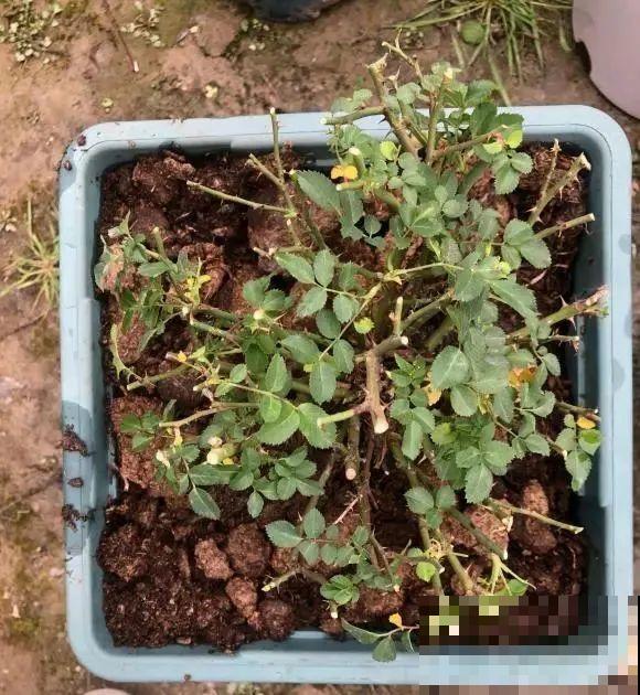 花园三剑客也要换盆,越冷长得越旺,明年呼呼开花 花园三剑客也要换盆,越冷长得越旺,明年呼呼开花