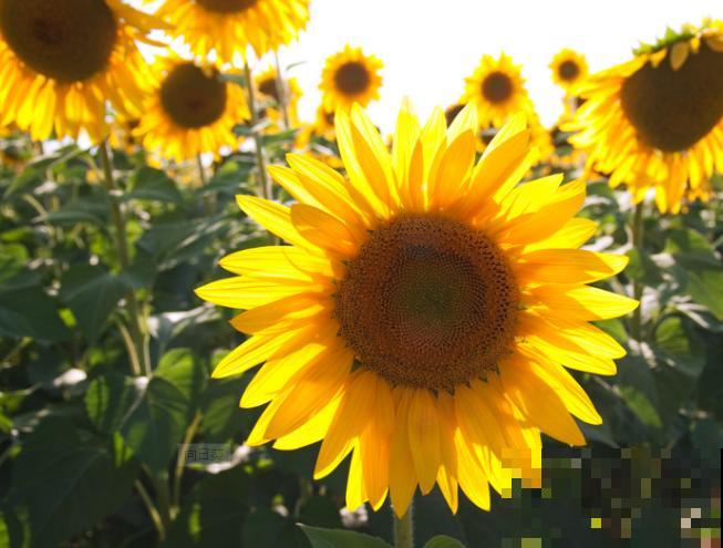 向日葵养殖，不要随意进行修剪，剪坏了容易不开花