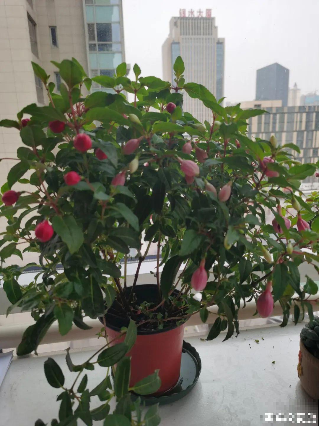 1种花春天开挂了，满盆都是小灯笼，吊起来养美翻天