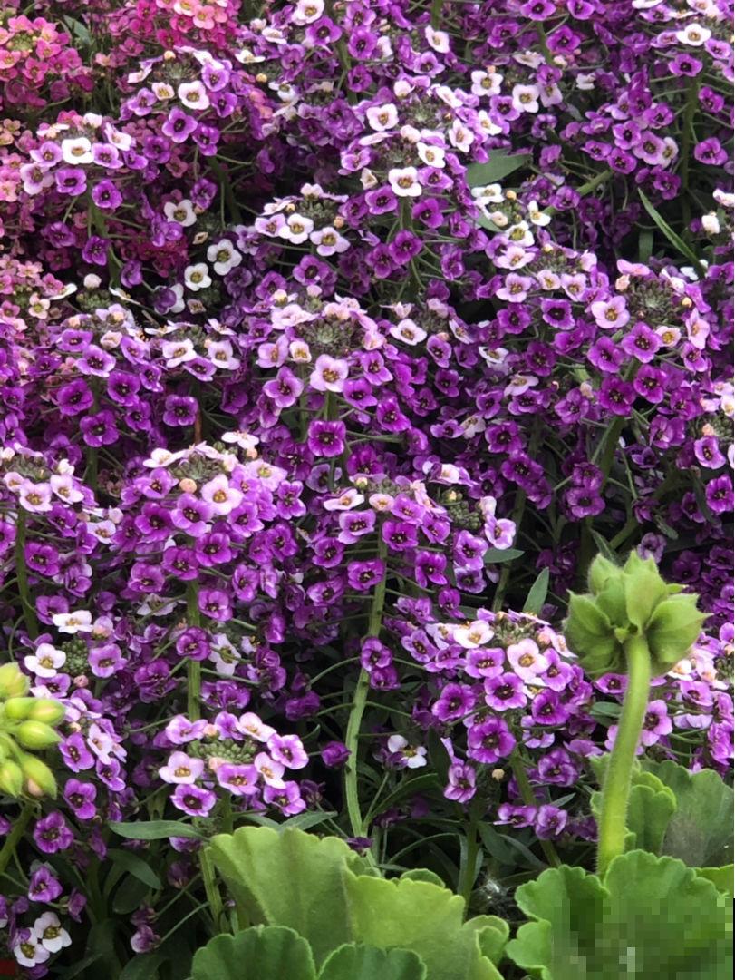 5种花，进了春天快施肥，不然影响开花