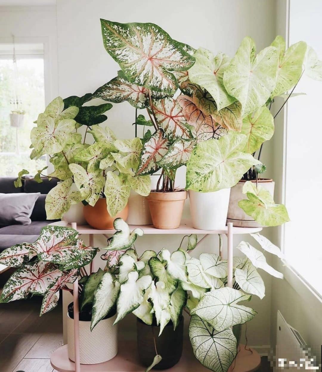 10种过年花，湿养能活命，干养会送命！