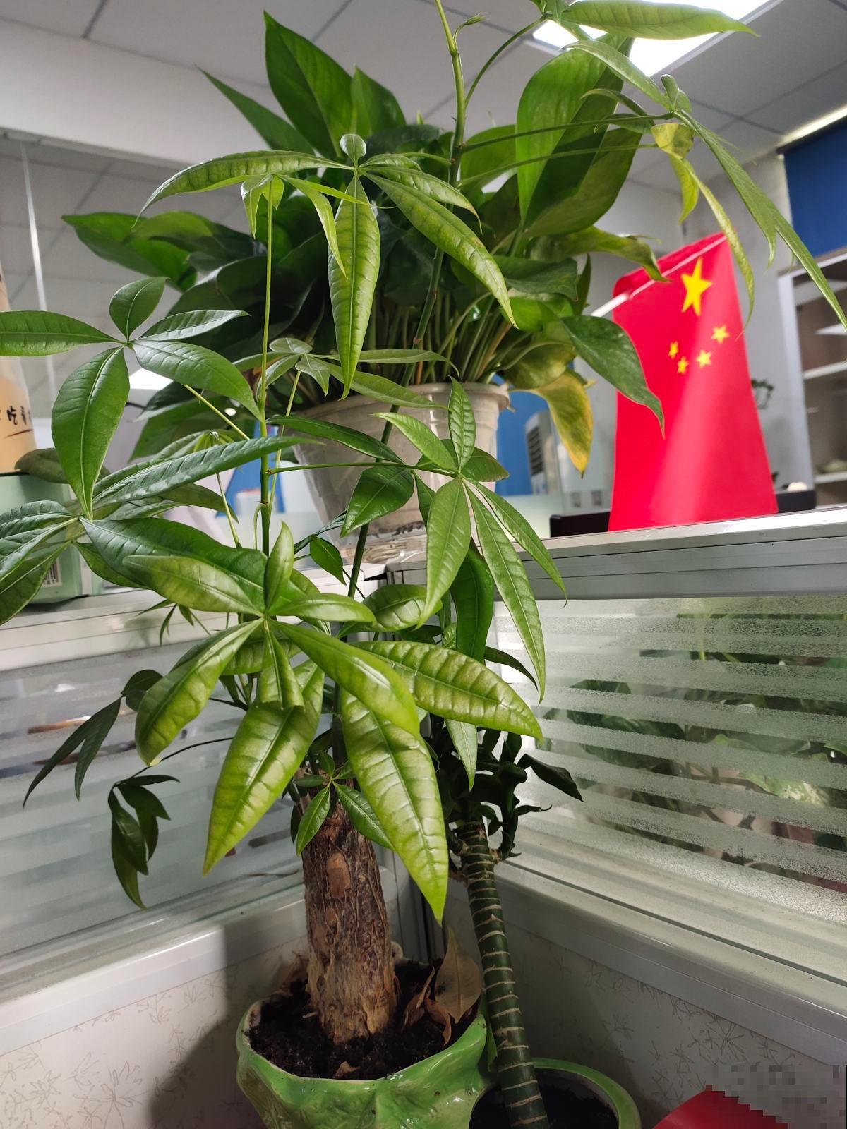 5种树适合养在家里，招财又进宝，好看又好养