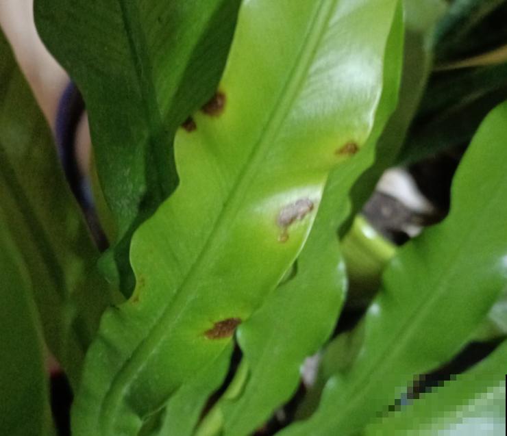 水培鸟巢蕨很简单,学会这5点,长势不比土培差 水培鸟巢蕨很简单,学会这5点,长势不比土培差