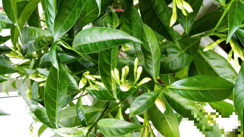 8种有毒花，养护需要远离卧室，对健康不好