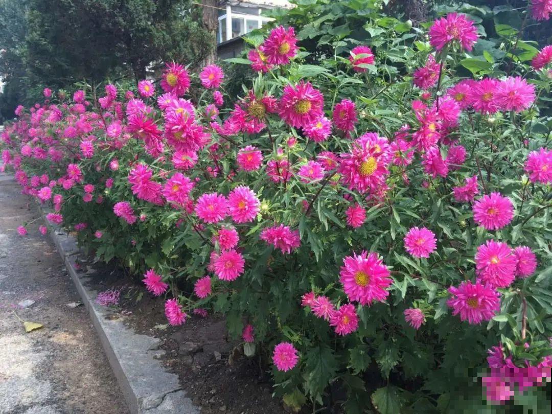 这9种“看家花”，70、80后难忘记，00后不认识！