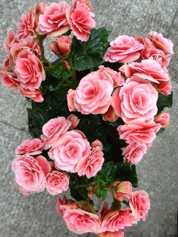 过年买花,可别当那“冤大头”,4个坑千万别踩 过年买花,可别当那“冤大头”,4个坑千万别踩