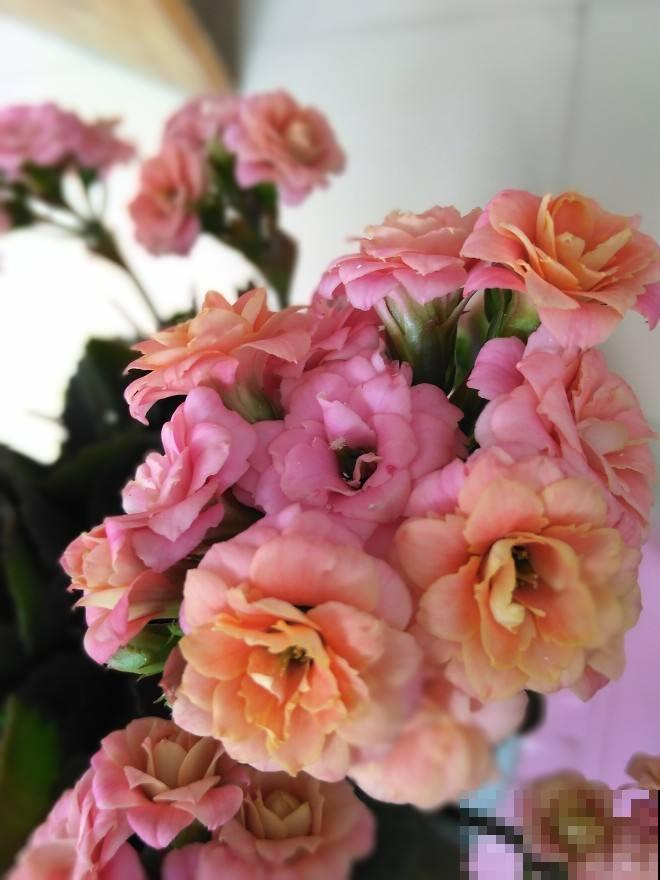 越养越上瘾的花，家里随便养一盆，四季有花看满屋香味