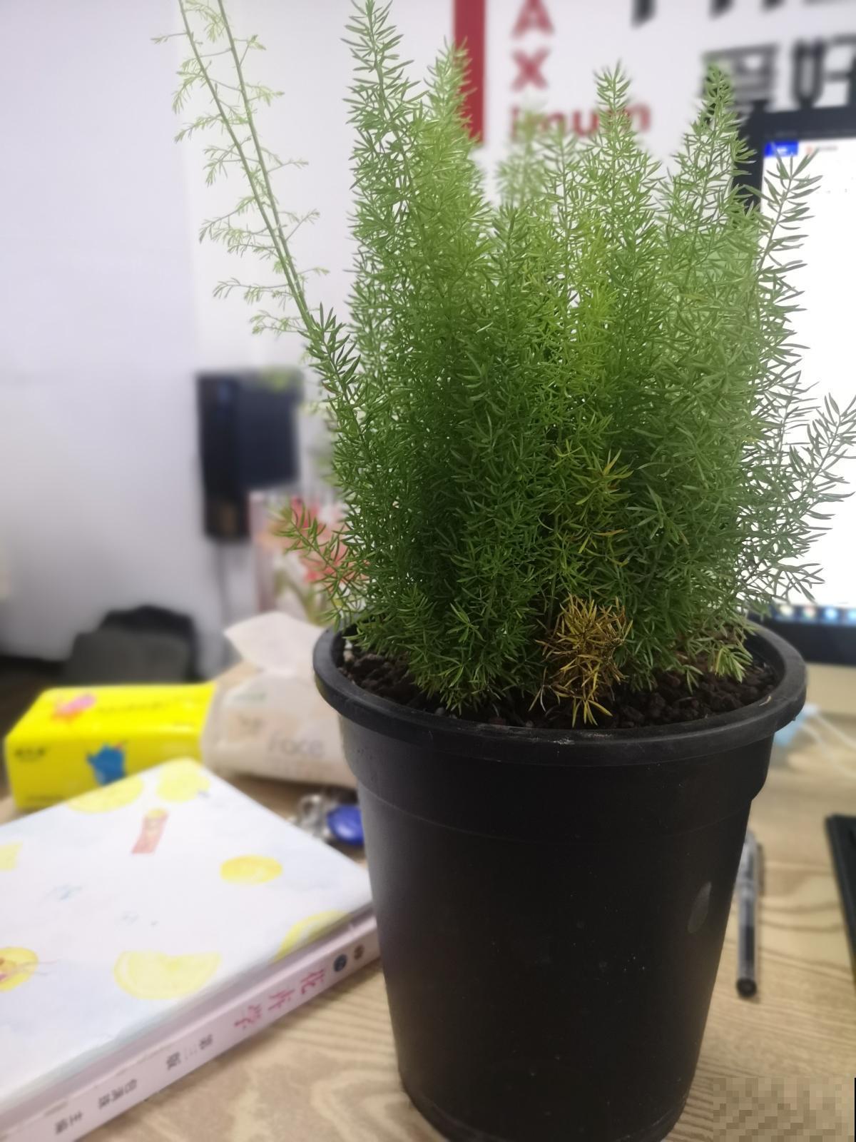 一种植物像“狐尾”，四季常绿，原来是叫“武竹”