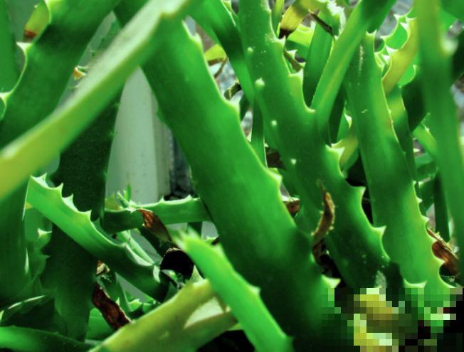 家里的芦荟发黄，注意这4点，后期再也不会发黄