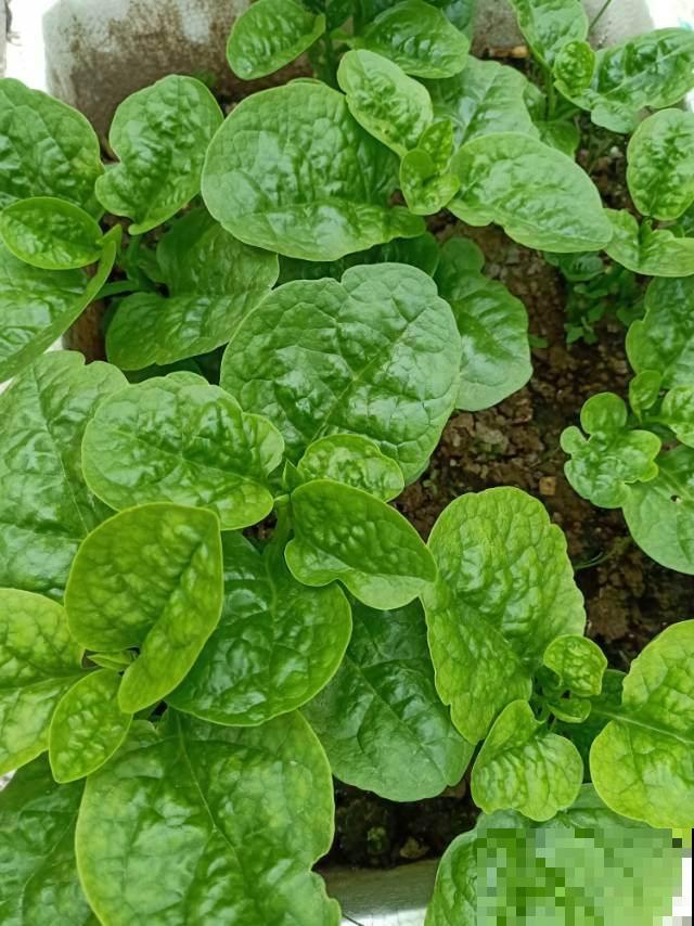 叶子很大的蔬菜，阳台就能种，从播种到收获只要20天