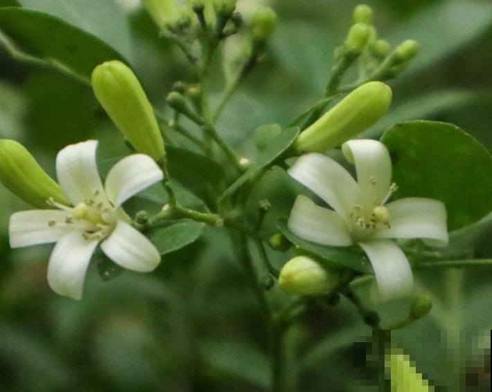 植物根系生长较慢，用点生根粉，这3种使用方法要记住