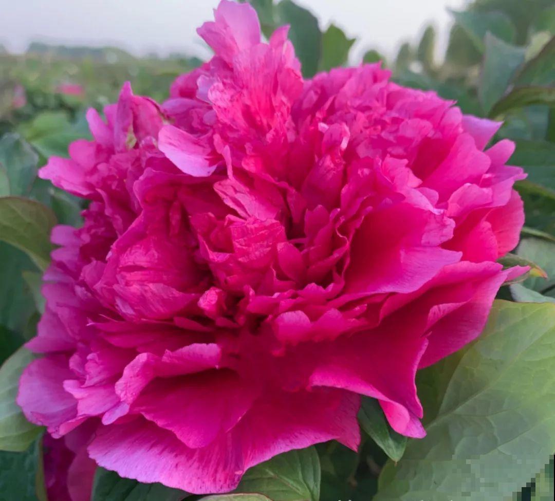 花中之王牡丹,过年家里备一盆,艳压群芳! 花中之王牡丹,过年家里备一盆,艳压群芳!