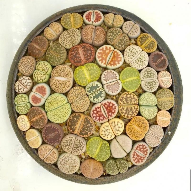 石生花养殖简单,5点学会,长势旺盛 石生花养殖简单,5点学会,长势旺盛