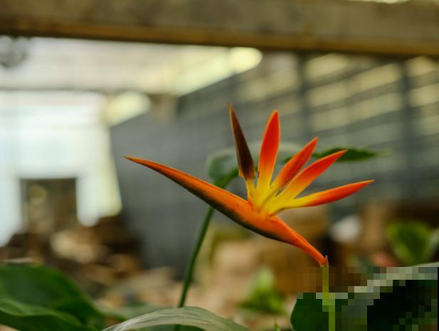 这5种网红植物,好看好养,家里养一盆气质佳 这5种网红植物,好看好养,家里养一盆气质佳