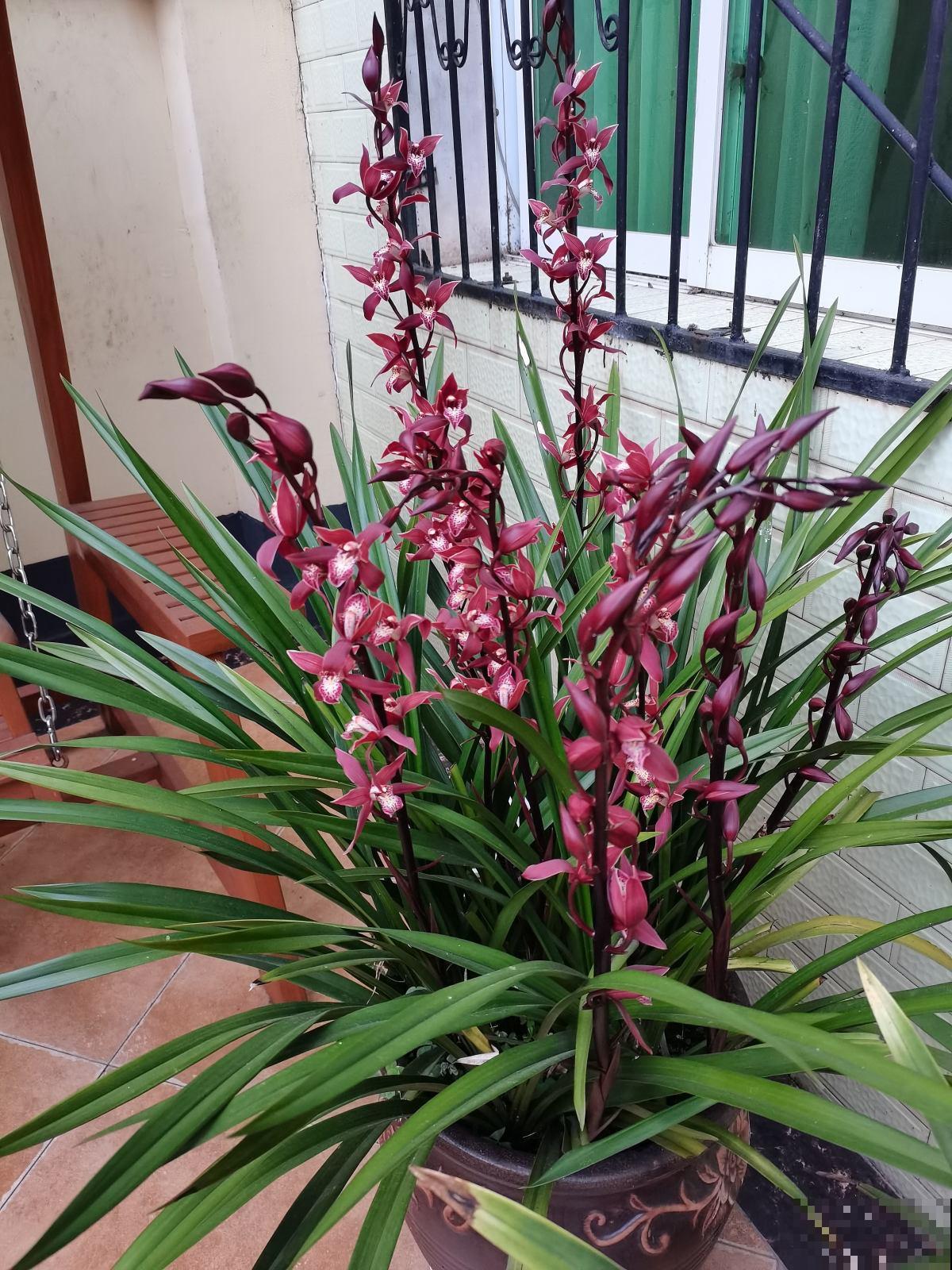 养兰花容易被人忽悠,3个养兰误区,千万别踩坑 养兰花容易被人忽悠,3个养兰误区,千万别踩坑