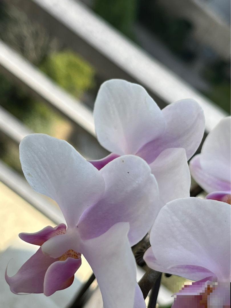 新手养花，5种花最好别碰，买回家养不活还浪费钱