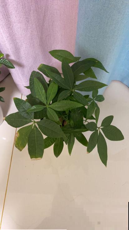 冬天“病菌”就怕5种花,家里养一盆,老人小孩少生病 冬天“病菌”就怕5种花,家里养一盆,老人小孩少生病