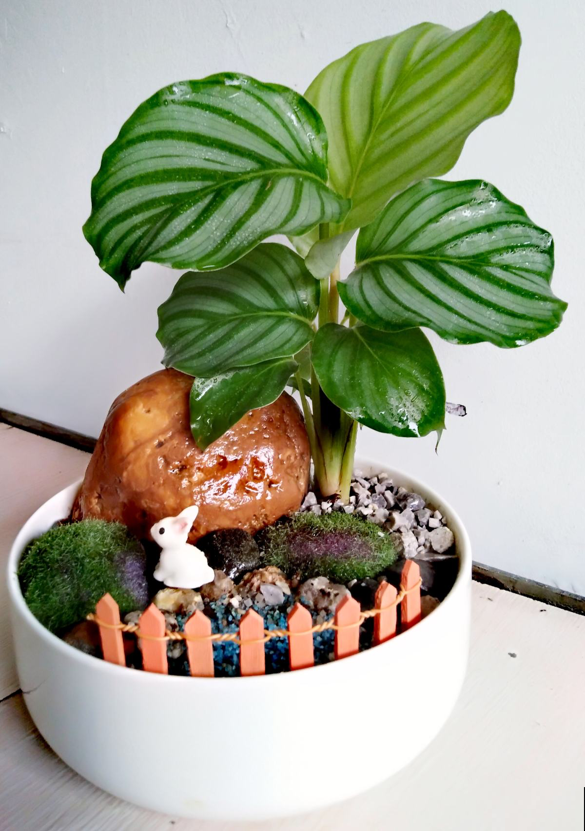 10种耐阴植物,北阳台养更好,小众又有高级感 10种耐阴植物,北阳台养更好,小众又有高级感