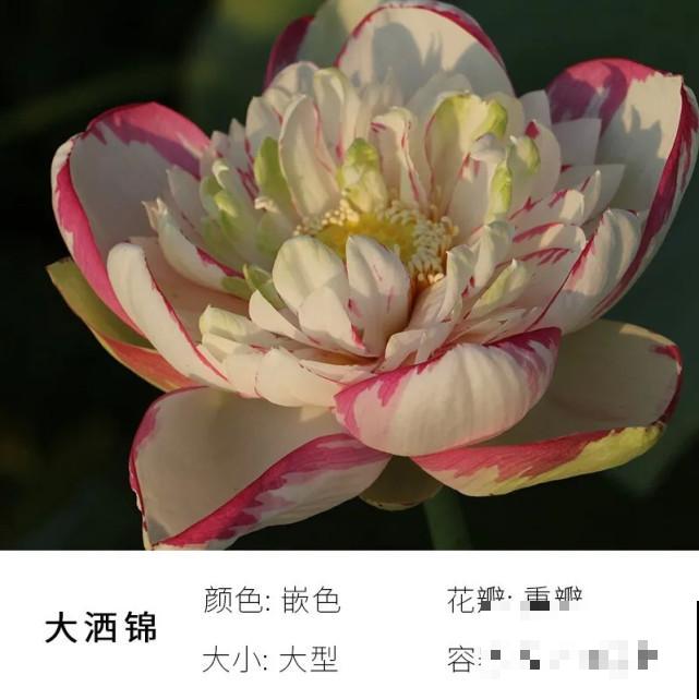 碗里就能种的荷花，1节藕种土里，初夏就开花