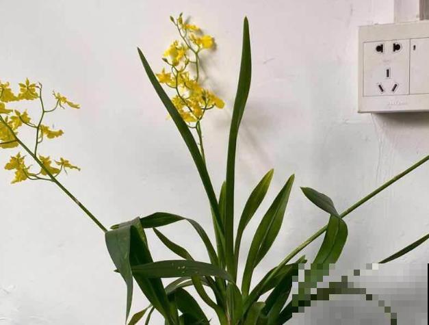 文心兰蹿花箭，记住养护4要点，花又多又香，长得特壮