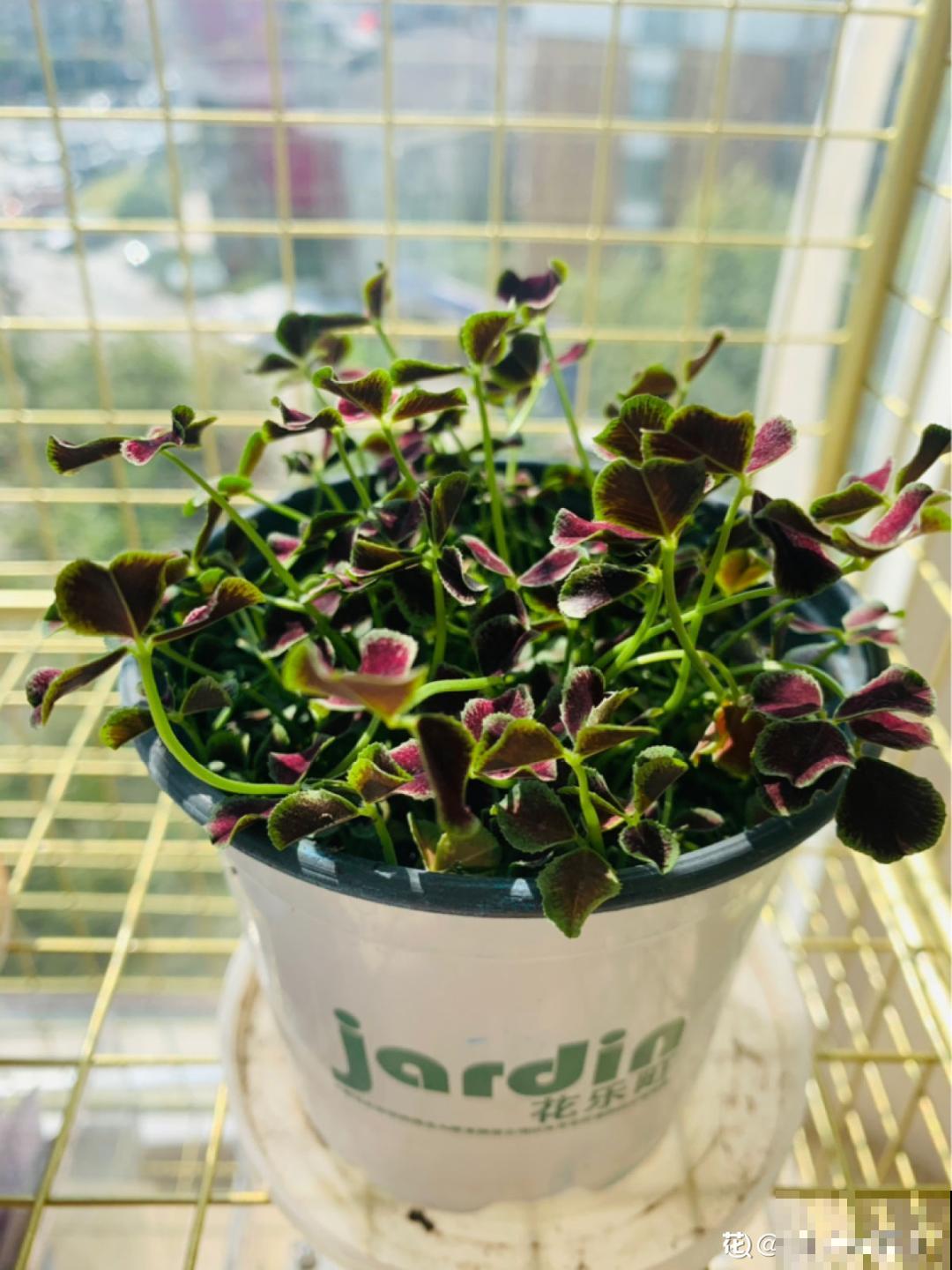 1种绿植叶子超美，活像水彩画，晒晒太阳就爆盆