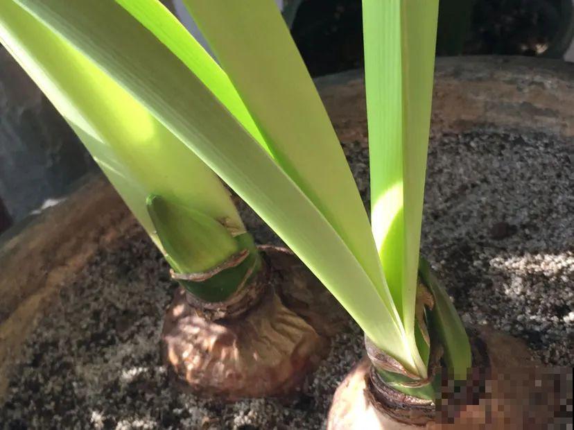 3个症状，说明花缺肥了，赶快补上，下个月大爆花