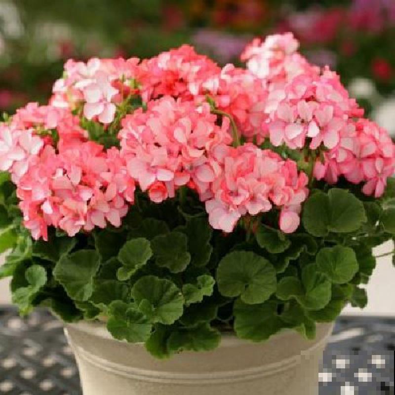 天竺葵养殖，注意这4点，容易爆盆