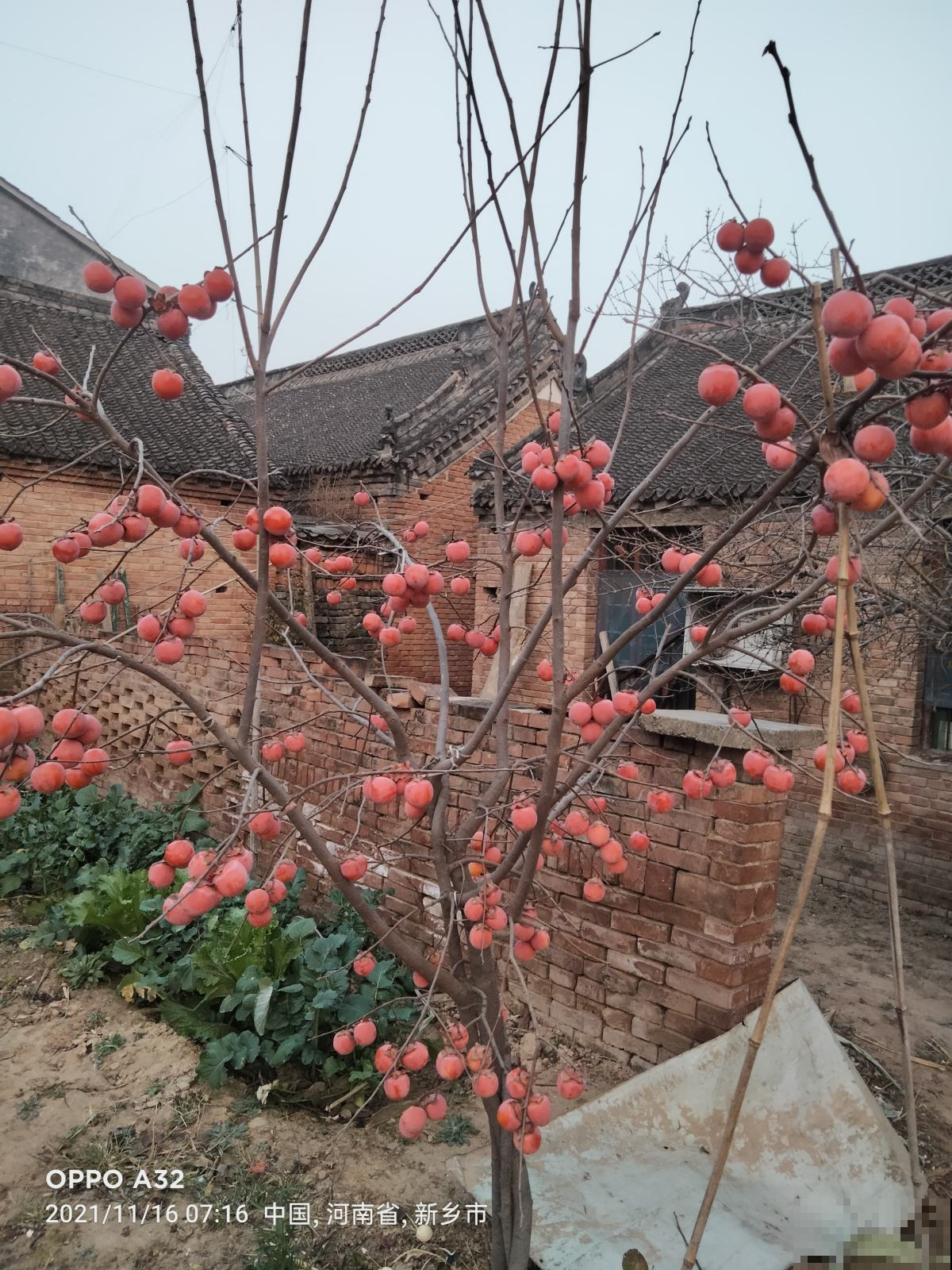 家里种棵果树，寓意好，营养高，还有多子多福好兆头