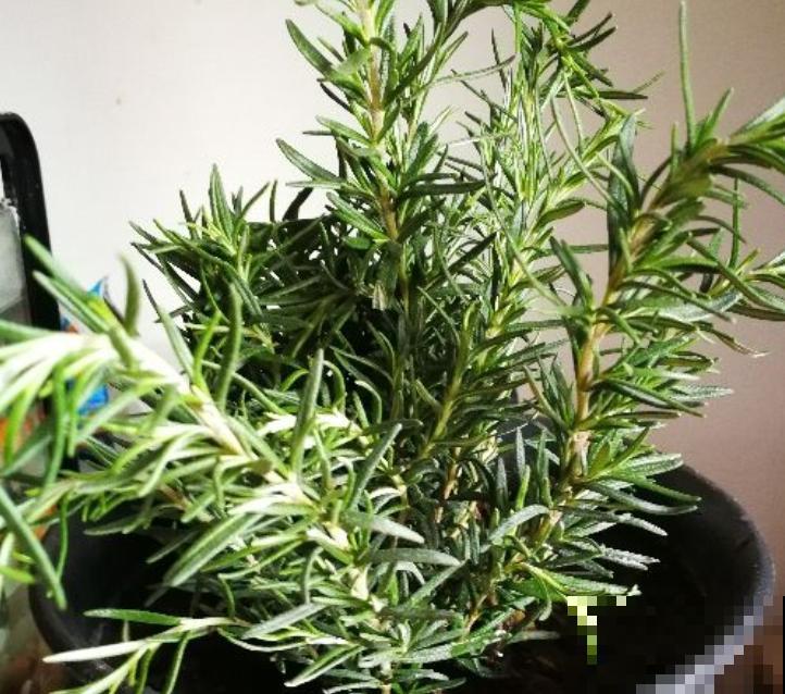 1种香草种家里，春天呼呼开爆盆，还能摘下来做菜吃